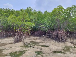 straight up mangroves, blurry